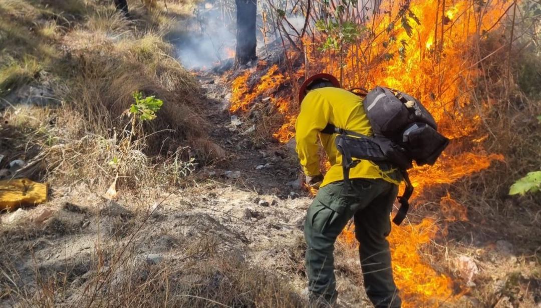 Incendios forestales: ¿Cómo puedes ayudar a prevenirlos?