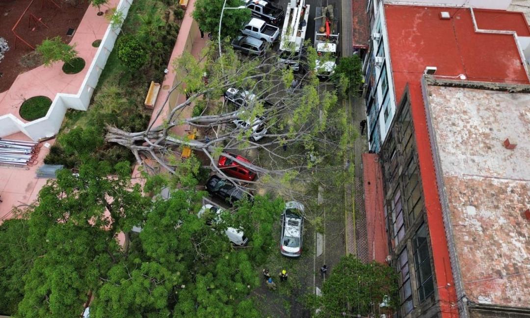 Guadalajara: Cae árbol gigante sobre varios autos en el Parque Rojo