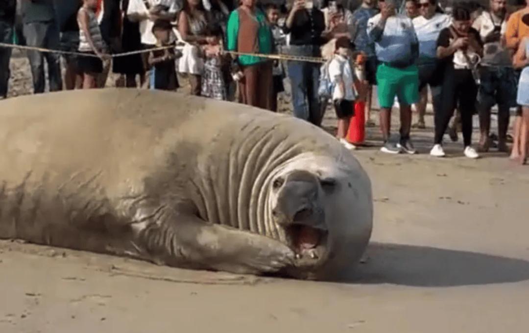 Elefante marino: ¿Por qué los animales marinos salen del mar?