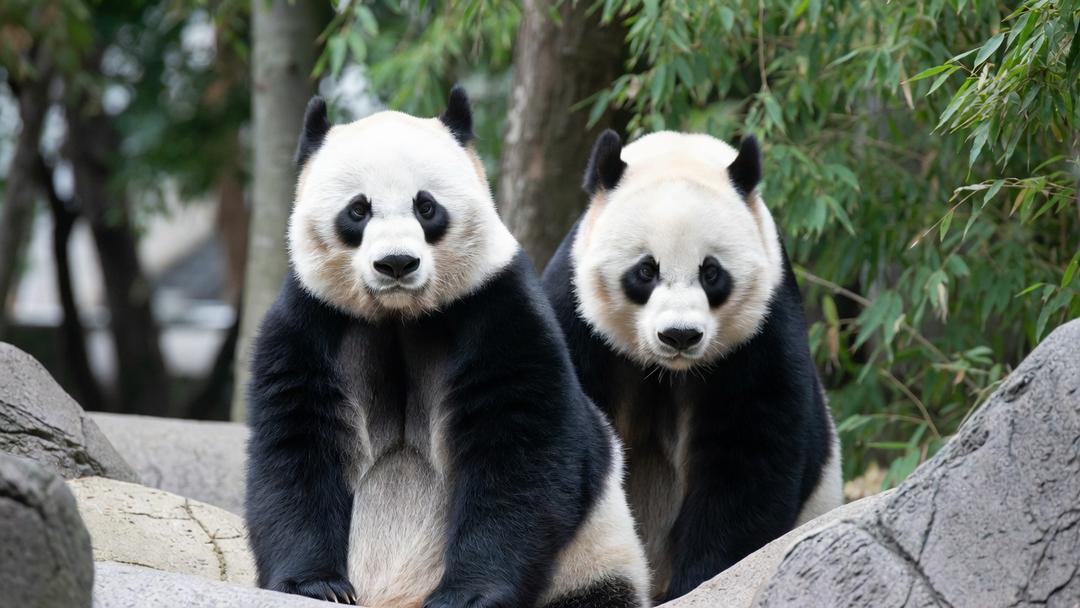 Japón: Pandas de Tokio regresan China por conflicto de ambos países