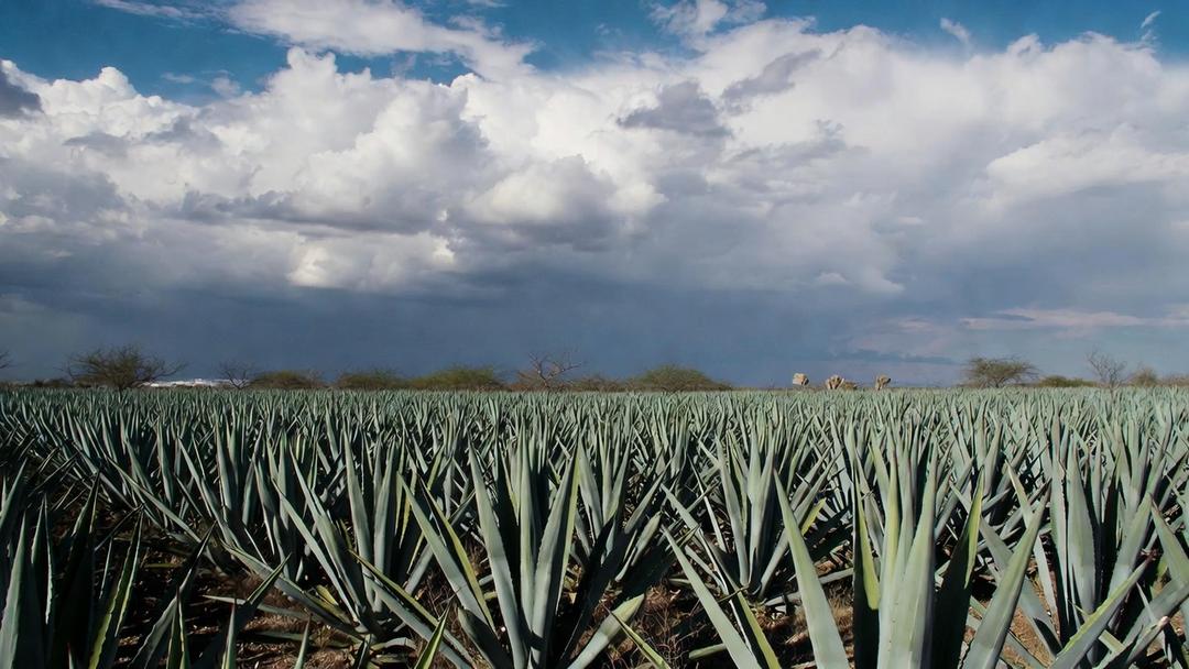 Tequila: Ayuntamiento anuncian reapertura de negocios clausurados por exalcalde