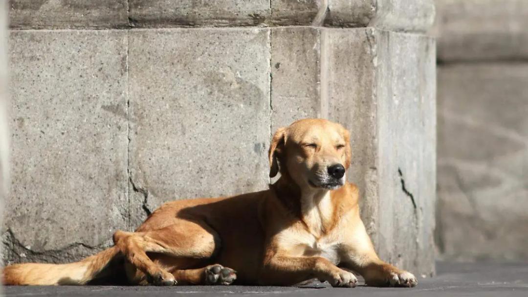 Perro caramelo: Propaem lo reconoce como raza mexicana oficial 
