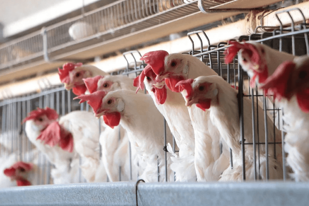 México suspende importaciones avícolas de Brasil por brote de enfermedad