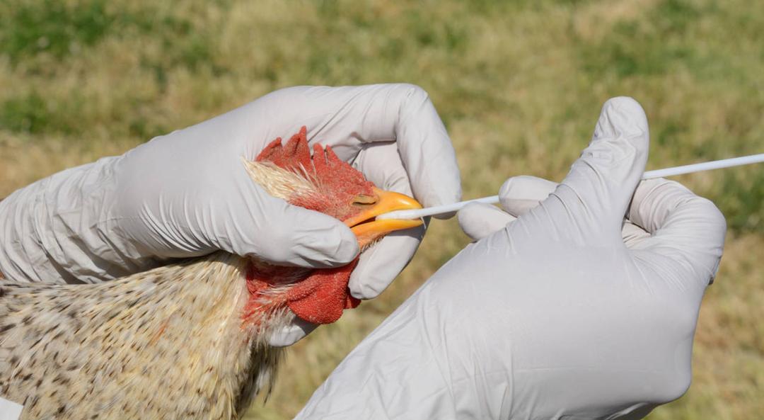 Gripe Aviar H5: Australia detecta el primer caso