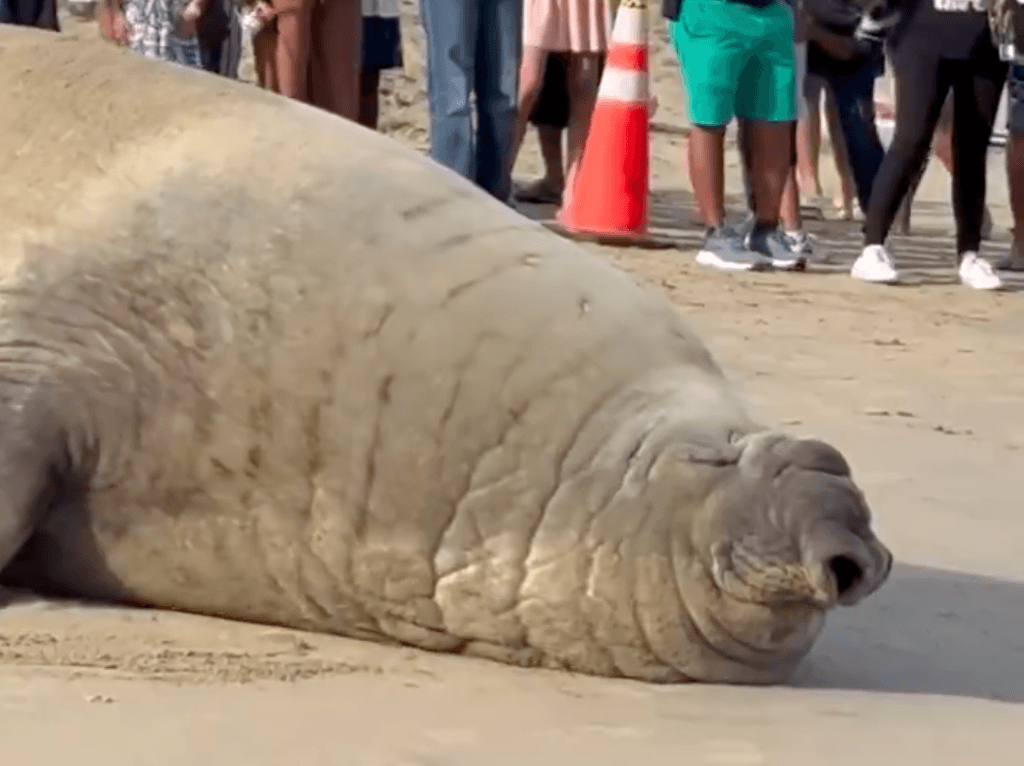 VIDEO: Captan a elefante marino en playas de Nayarit