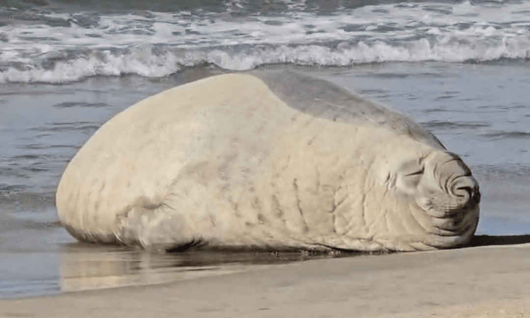 Elefante Marino en Nayarit: “Panchito” conquistó a todos en su vista a Los Ayala
