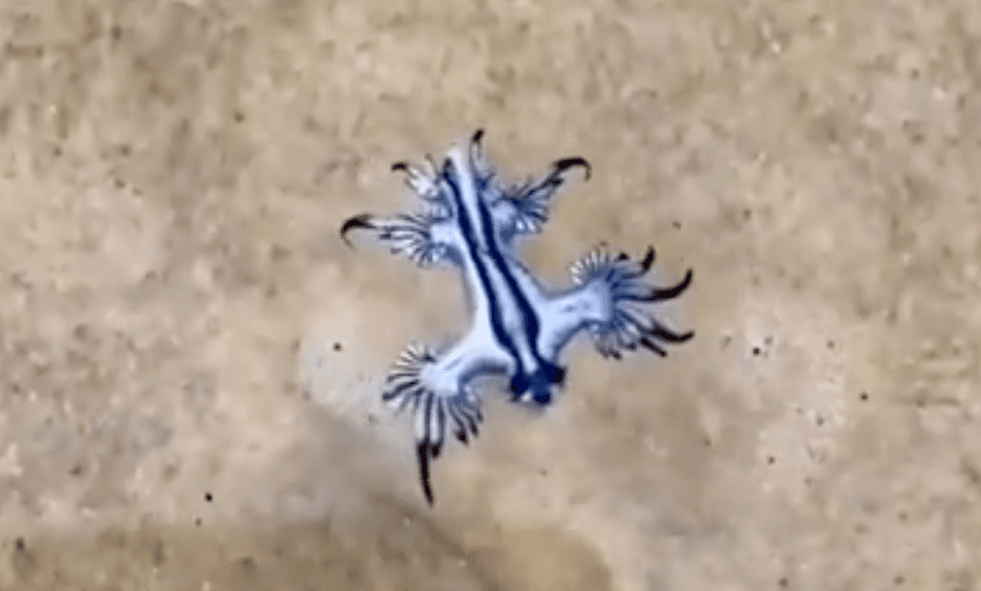 Dragón Azul en Colima: Emiten alerta por presencia de molusco venenoso