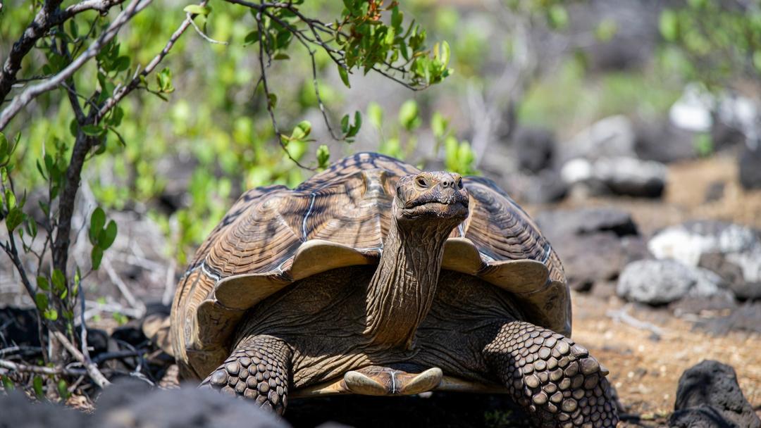 Isla de Galápagos: Reintroducen 150 tortugas gigantes tras más de un siglo