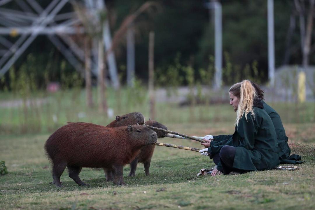 Brasil: Captura a ocho personas por maltrato a capibara