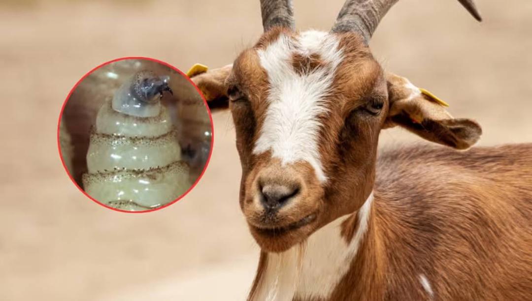 Guanajuato: Confirman primer caso de gusano barrenador