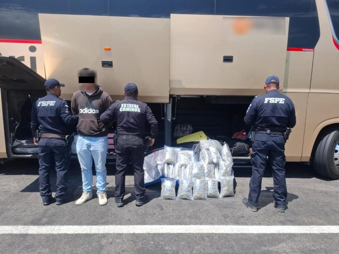 Guanajuato: Aseguran más de 23 mil dosis de mariguana; hay un detenido