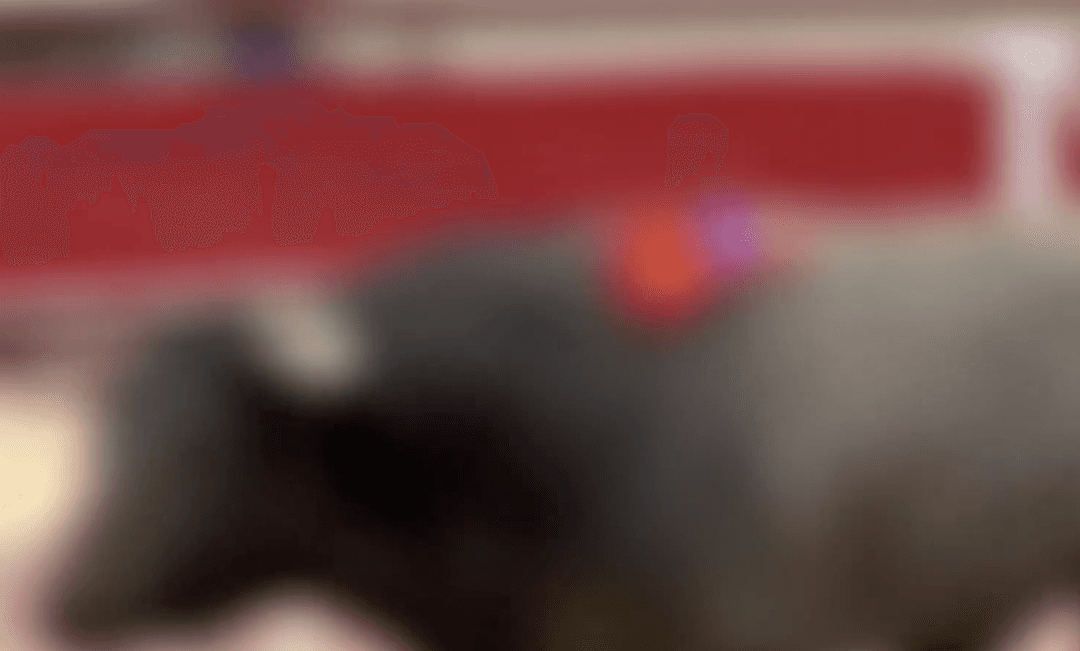 VIDEO: Toro muere al chocar contra burladero en la Feria Nacional de San Marcos