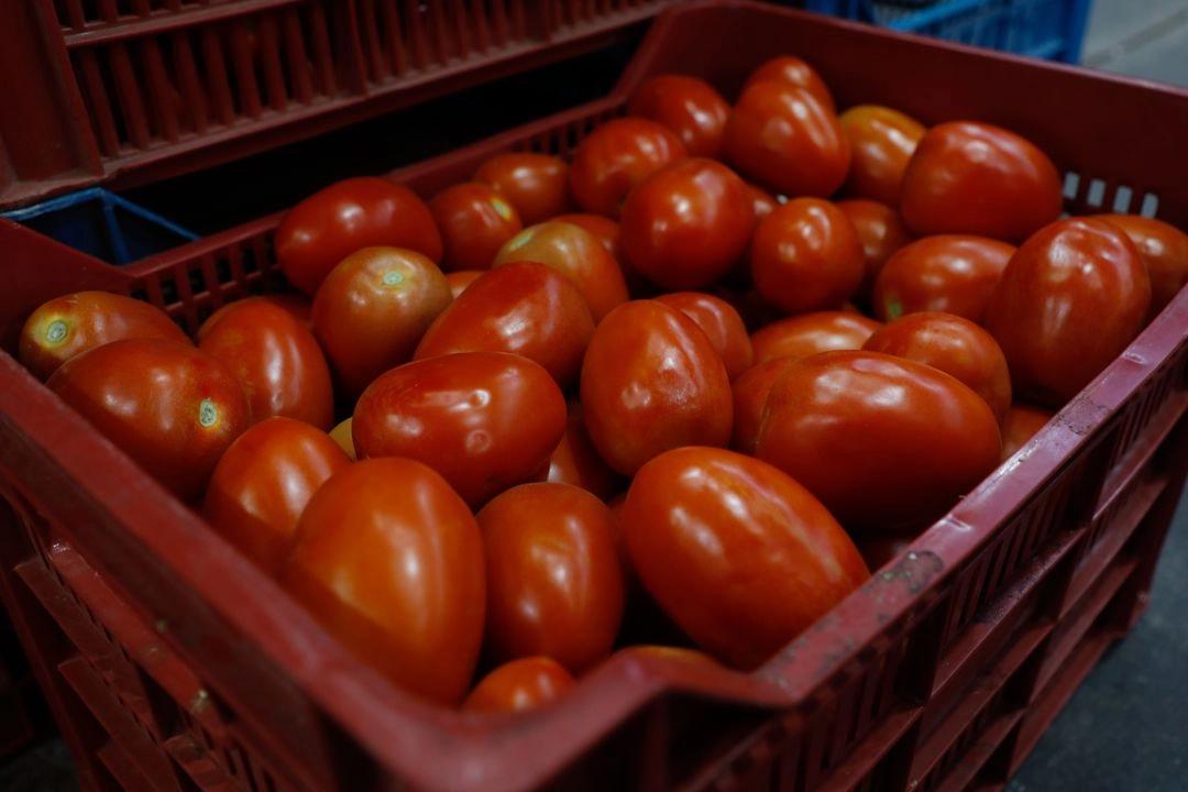 Jitomate: ¿Son de oro? Alcanza hasta 98 pesos el kilo