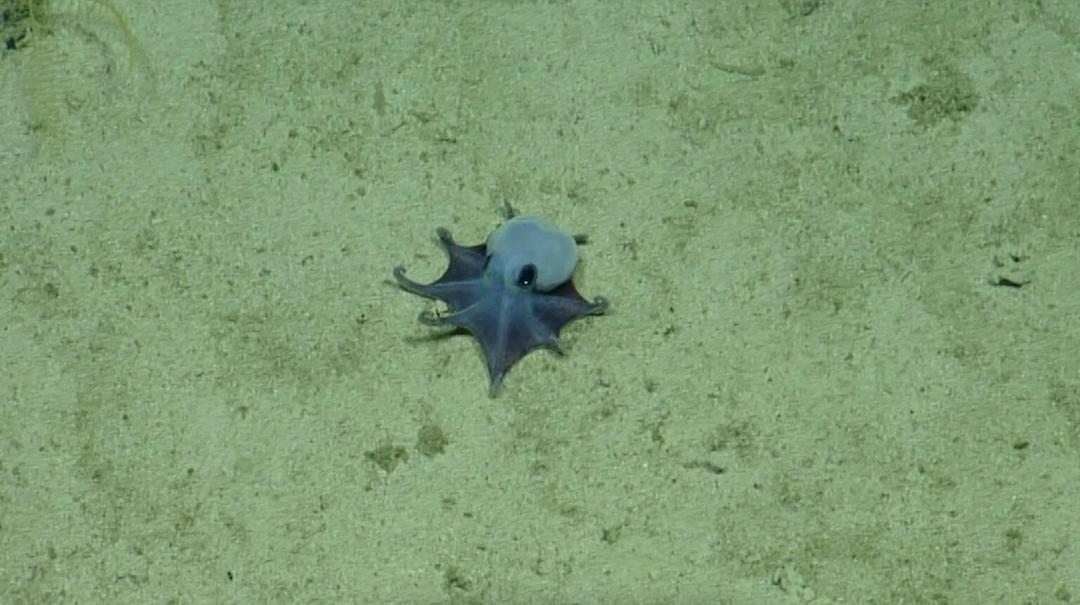 VIRAL: Descubren un pulpo jamás visto en los Galápagos
