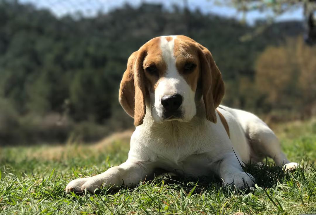 EU rescata a 1,500 perros de laboratorio tras operativo