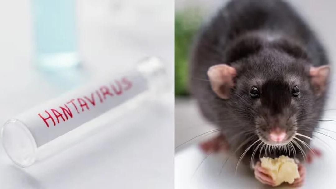 Hantavirus: OMS declara el fin del brote vinculado a crucero