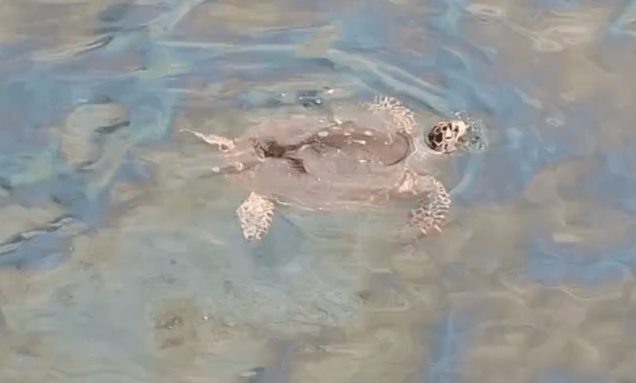 VIDEO: Reportan derrame de hidrocarburos en Manzanillo