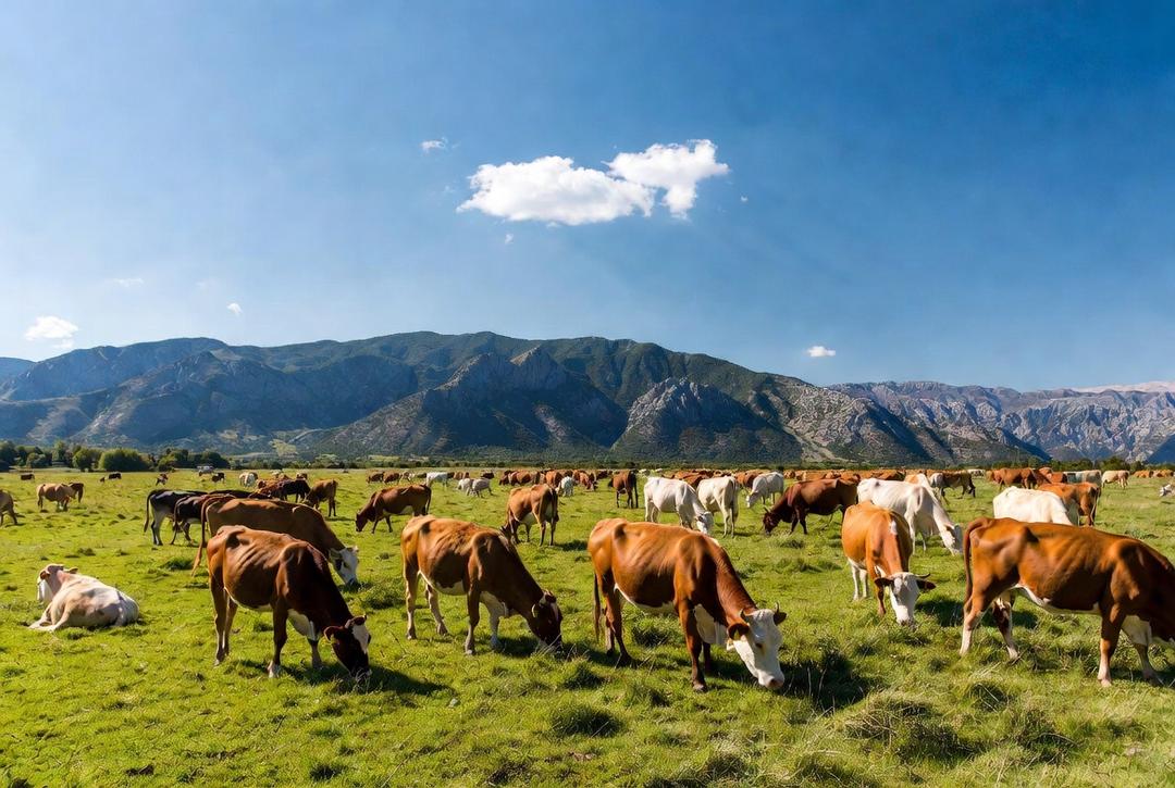Gusano barrenador: México y EU acordaron suspender temporalmente el intercambio de animales vivos