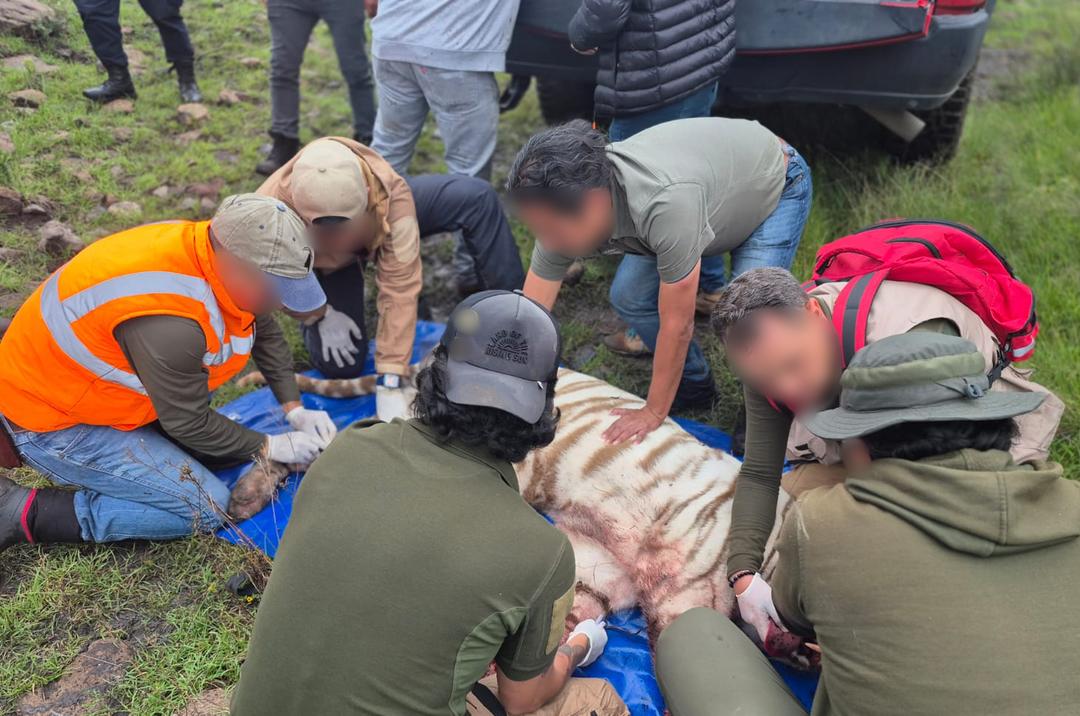 Kenzo: Profepa clausuró lugar donde escapó el tigre de bengala