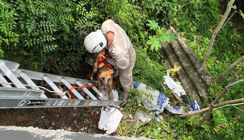 Tonalá: Rescatan a un perro que cayó a un barranco