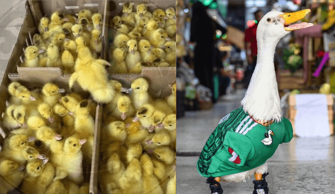 Pato Merlín: Se desborda venta de patos pekineses