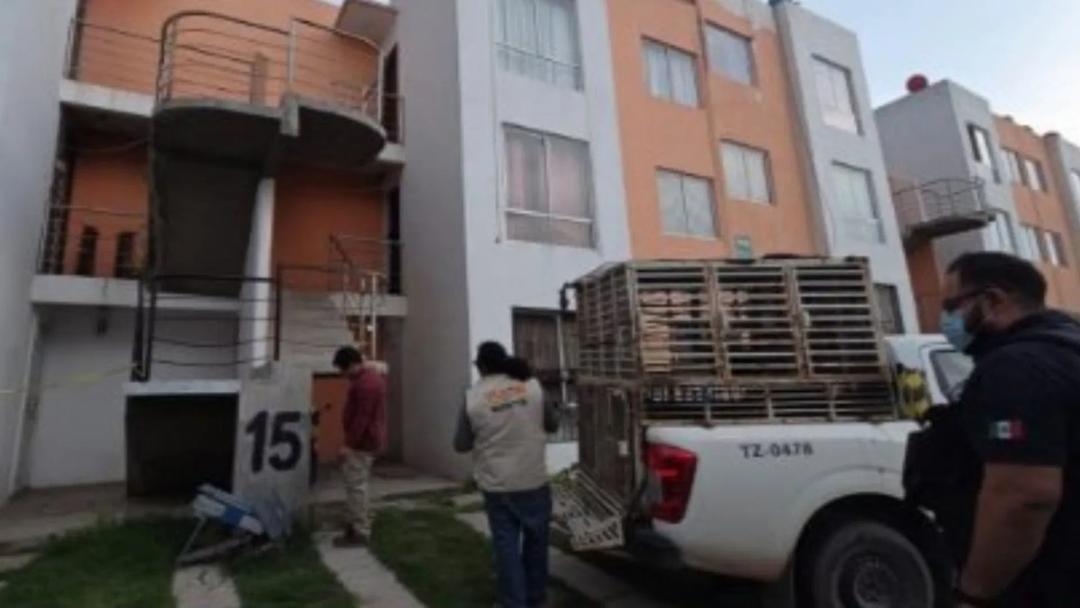 Tlajomulco: Rescatan a 20 animales durante cateo por maltrato