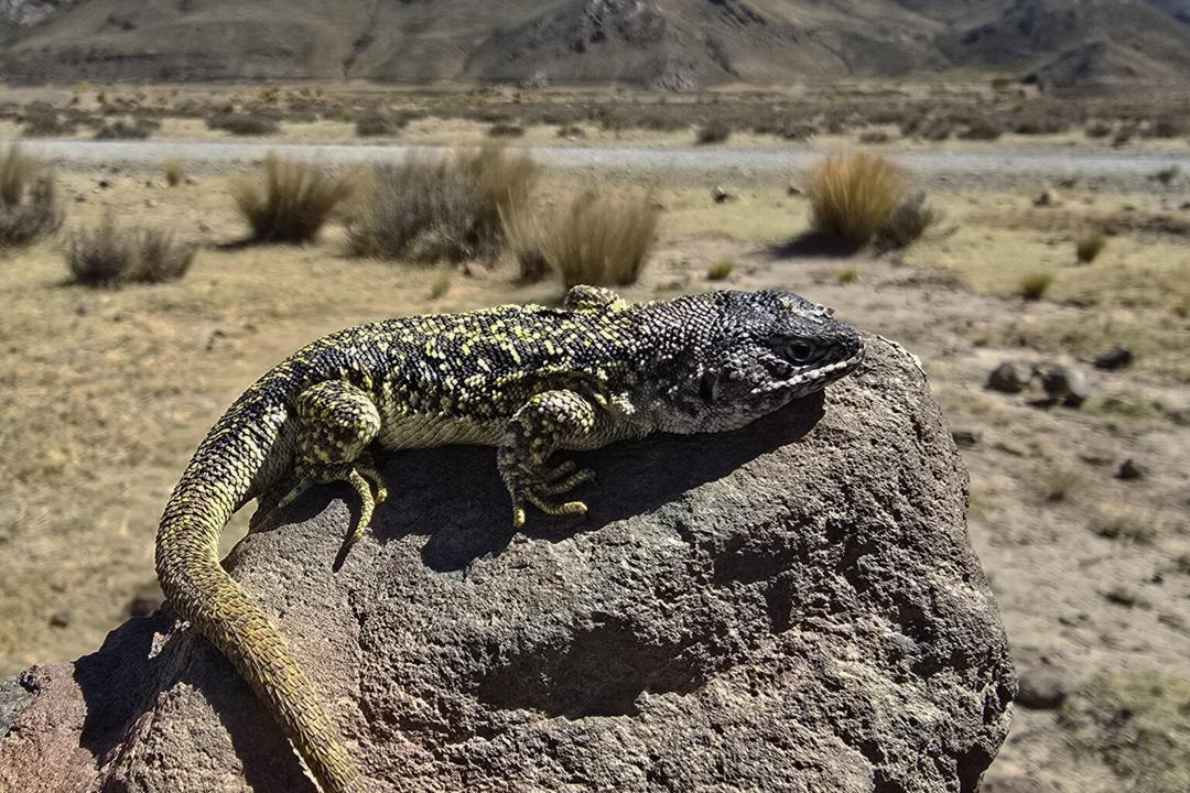 Perú: Encuentran una nueva especie de lagartija en los Andes