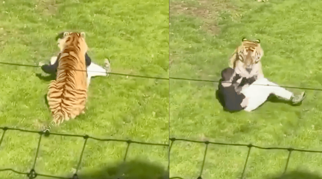 VIDEO: Un hombre muere tras ser atacado por un tigre en un zoológico